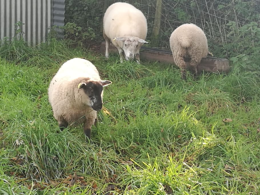 Our sheep
