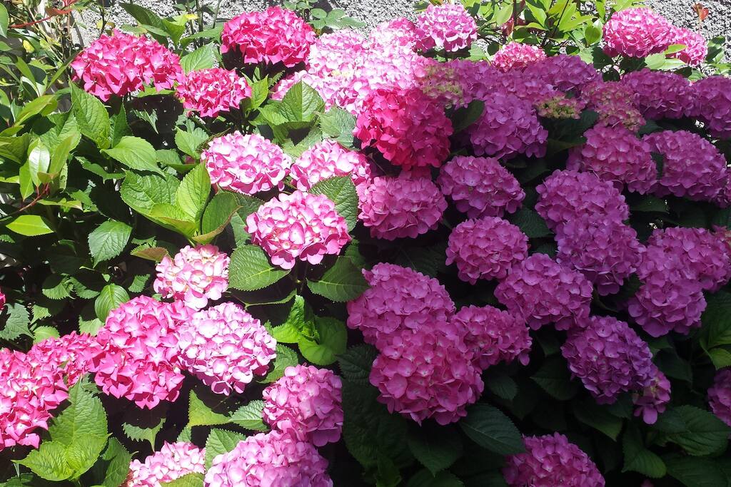 Flowers in the garden