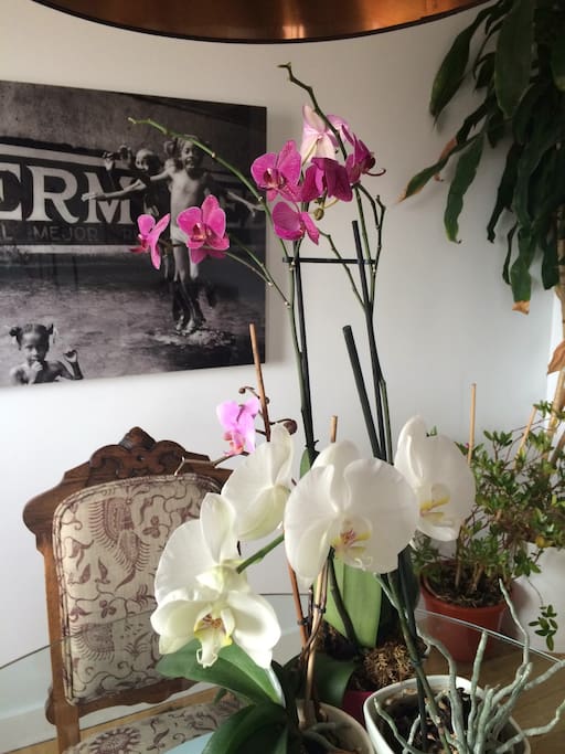 Me encantan las orquídeas y en estos días se puede disfrutar de sus flores.