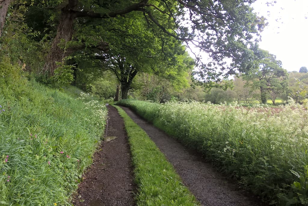 Half a mile of lane to our house