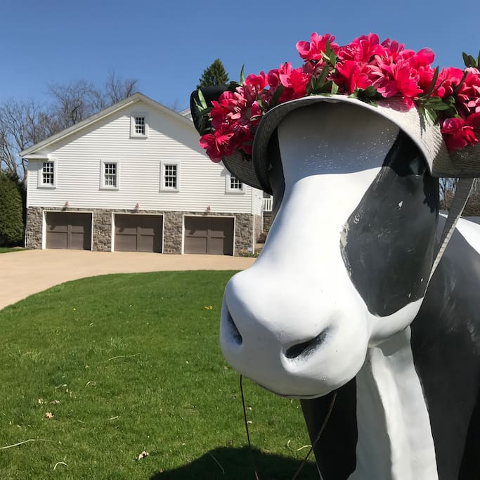 Our Resident Cow Moola