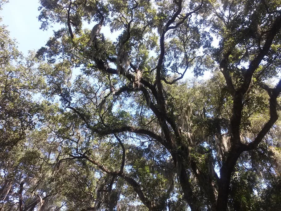 Beautiful Live Oaks in the backyard