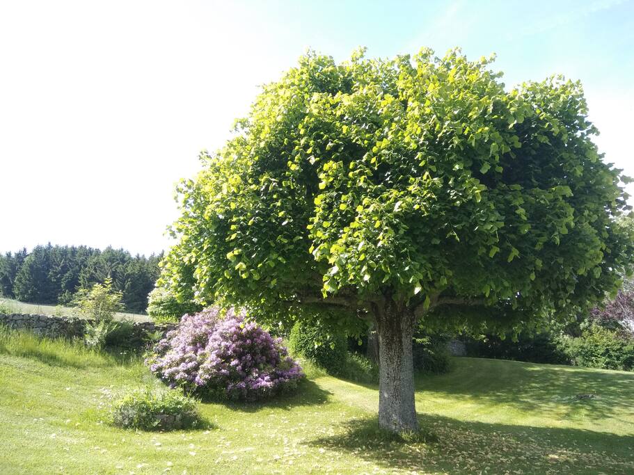 Le jardin