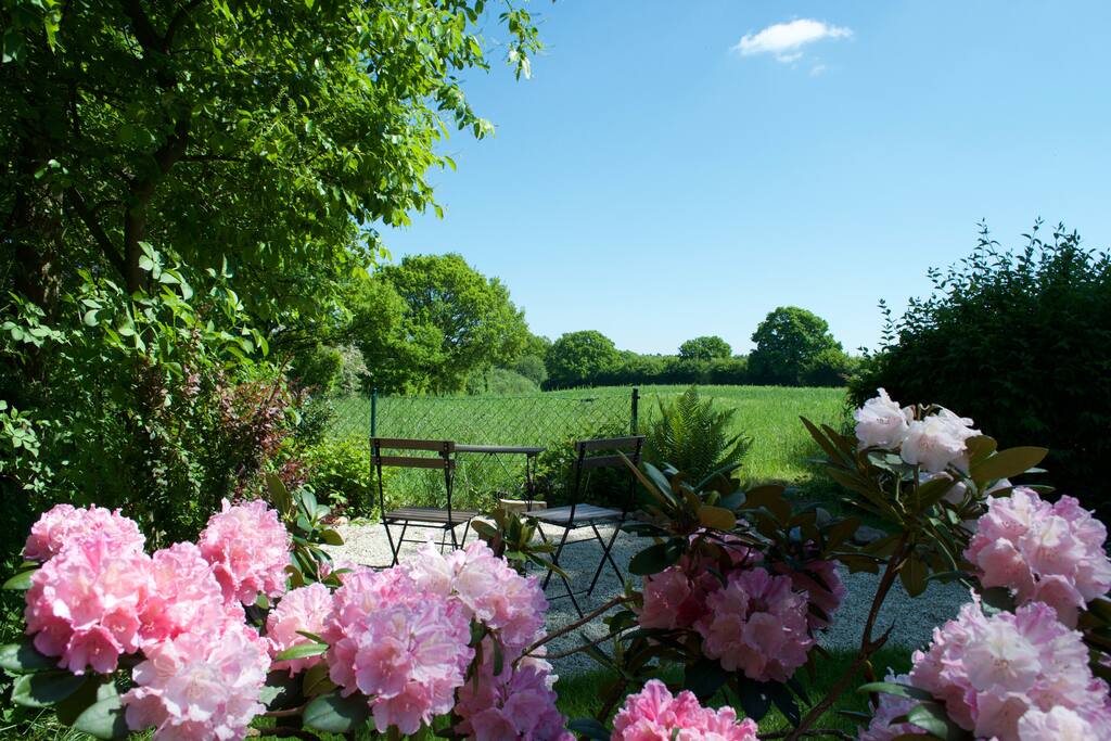 Rhododendronblüte. Dieser Kiesplatz ist ein wahrer Zauberort. Zum Frühstück liegt er in der Sonne.