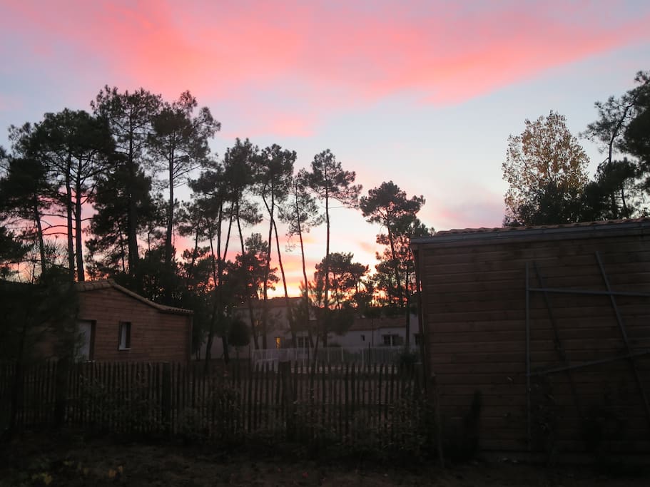 Au milieu d'une forêt de pins