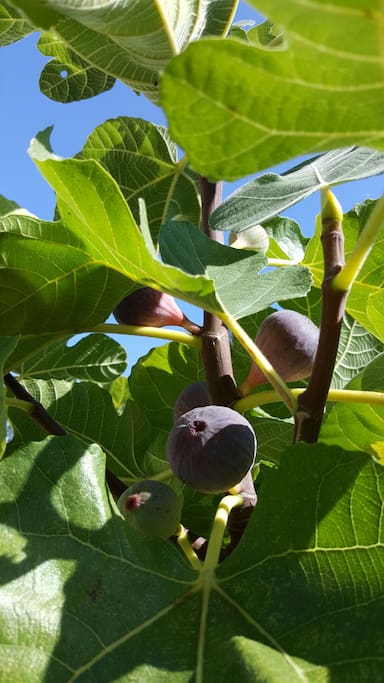 delicious figs, usually in September