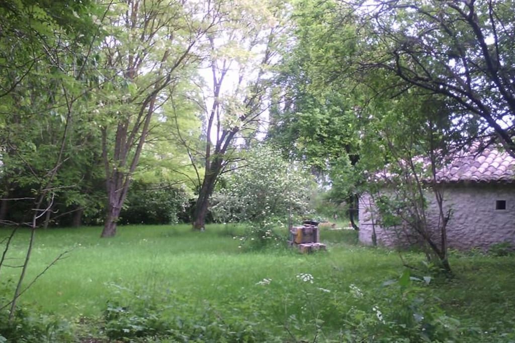 Notre jardin ombragé pour les étés chaud