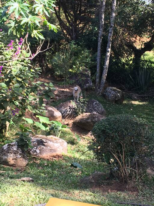 Terreno amplo com muita natureza