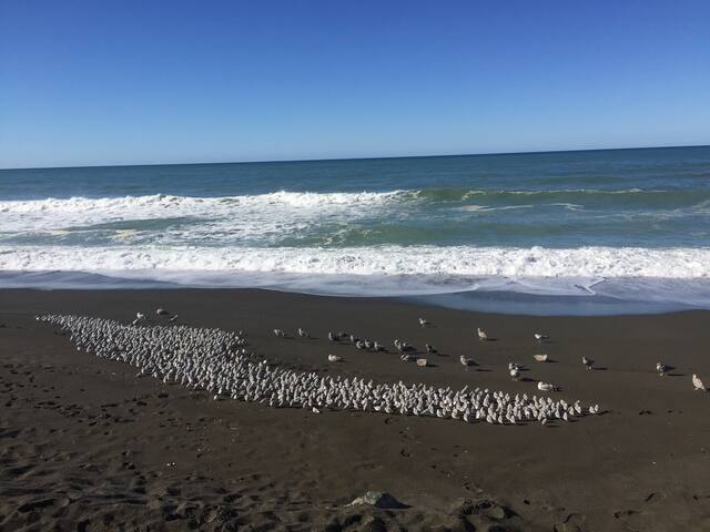 Ocean front 6000 sq House gallery image 5