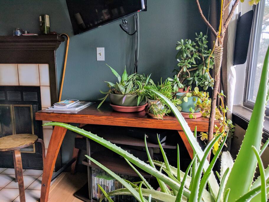 PLANTS! I love them, they bring such goodness(O2) to the space