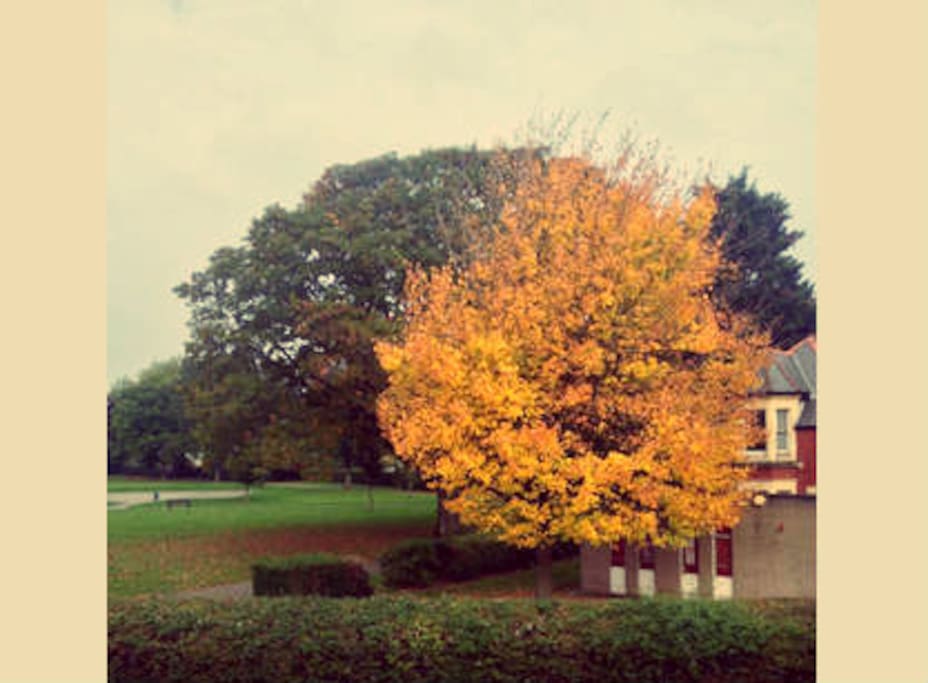 Beautiful park and library across the road