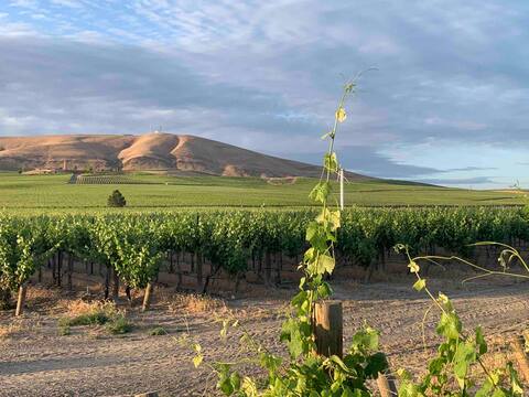 Amidst the vines @ Ambassador House
