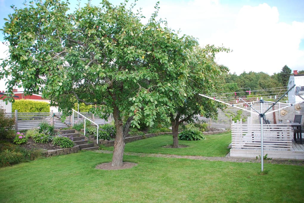 Stor trädgård