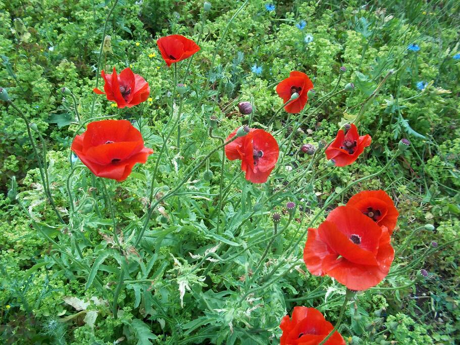 Full of colour all year round