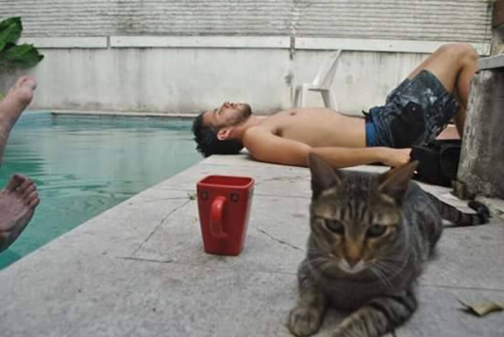 Kiwiki, nuestro gato