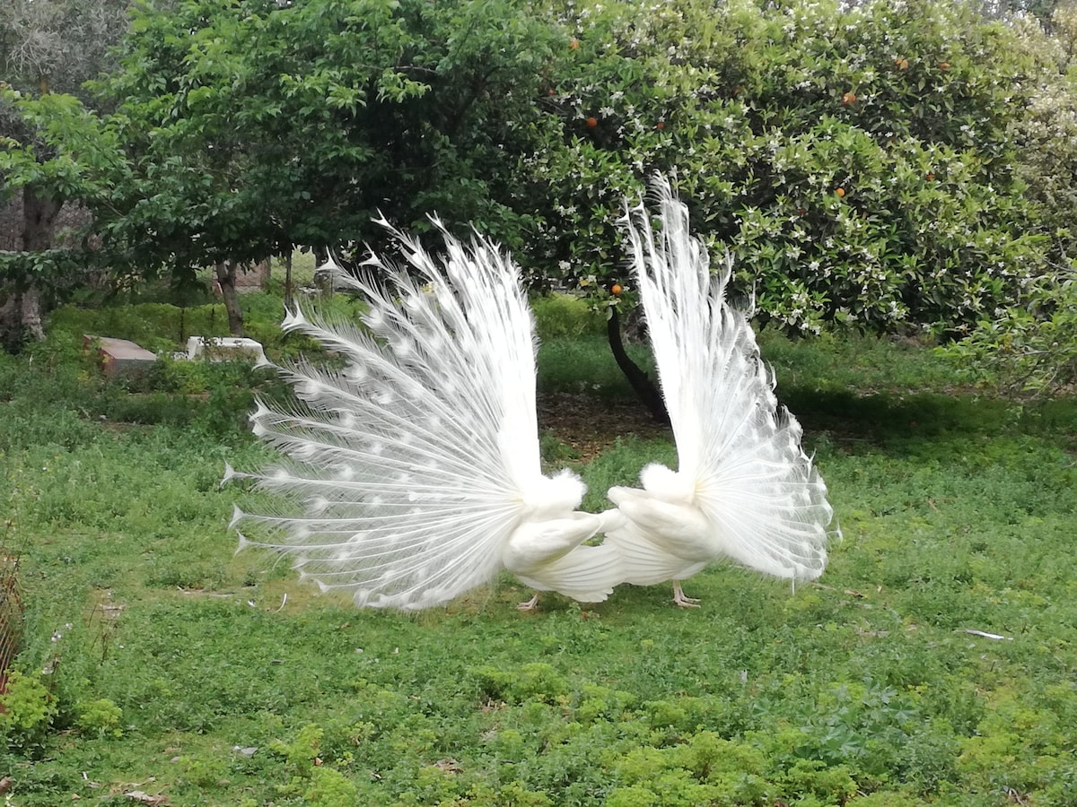 Two white peacocks display their elaborate plumage in a green outdoor area, surrounded by trees. The lush grass beneath complements the vibrant feathers, creating a serene natural setting. Occasional shrubs provide additional texture to the scene, enhancing the peaceful ambiance.