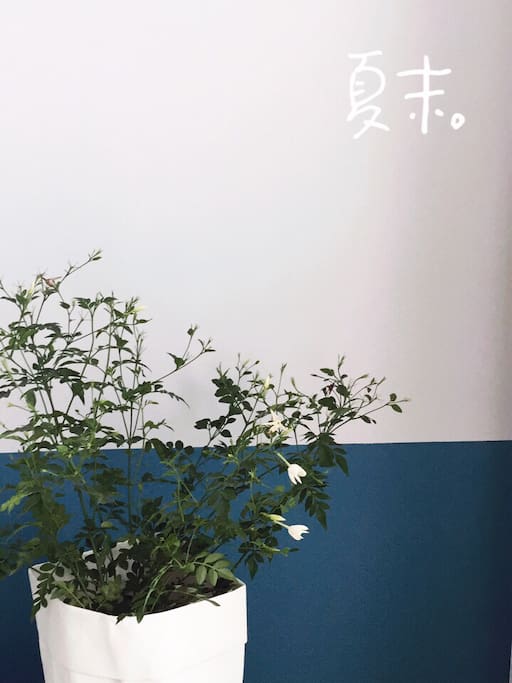 法国茉莉盛放
