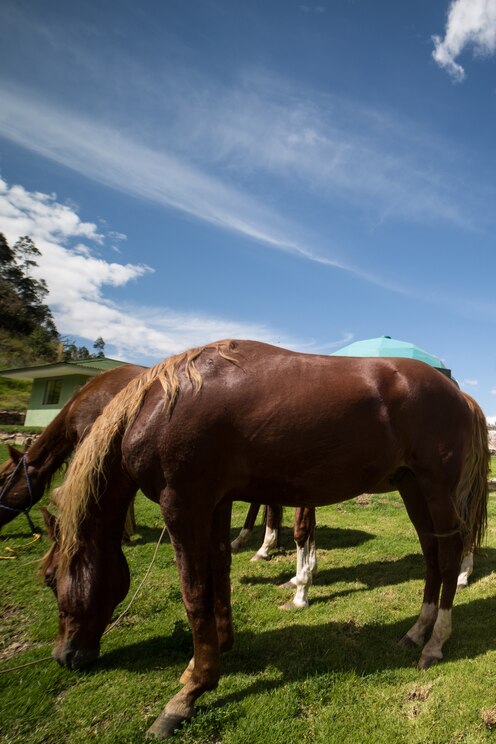 Show full-screen, host-provided image