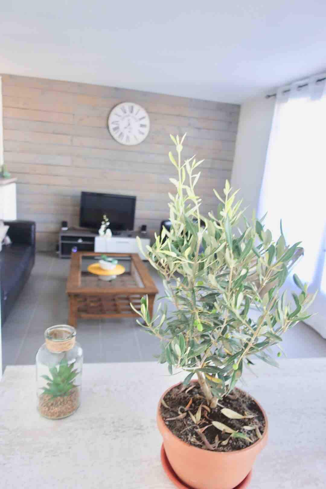 A living area is shown with a light-colored wall featuring a clock. A dark television sits on a wooden stand, and a rustic coffee table occupies the center. A small potted olive plant is placed in the foreground, complementing the inviting space.