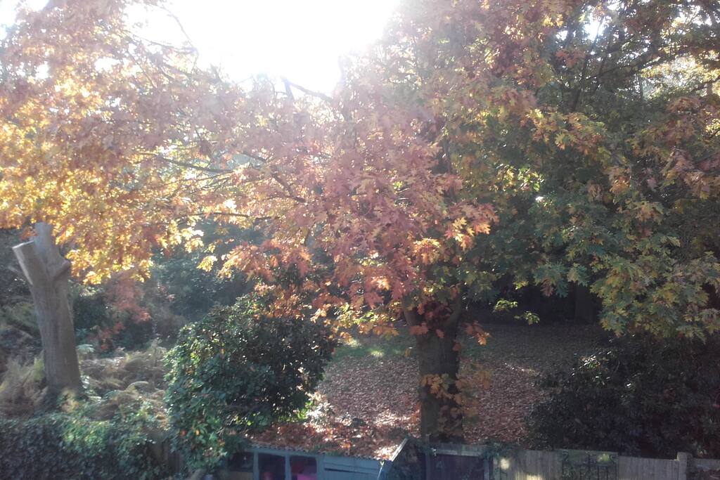View from the room with direct access to Cannizaro Park