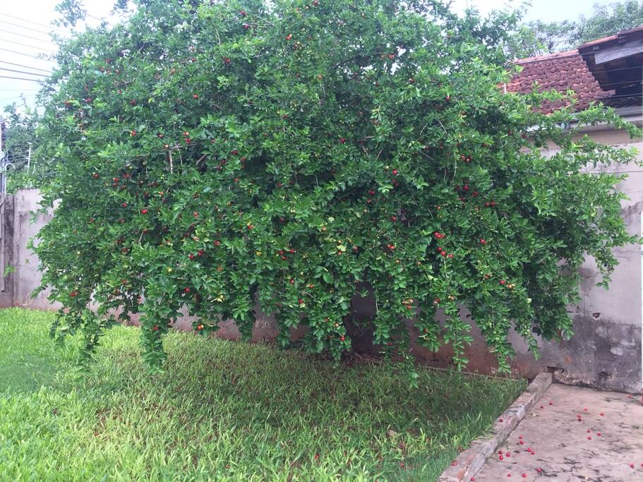 O nosso diferencial: a natureza. Pé de acerola!