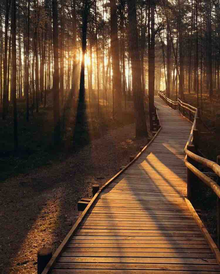 A wooden pathway meanders through a forest, surrounded by tall trees. Sunlight filters through the leaves, creating a serene atmosphere. The pathway is bordered by wooden railings, and shadows dance across the walkway, highlighting the natural beauty of the setting.
