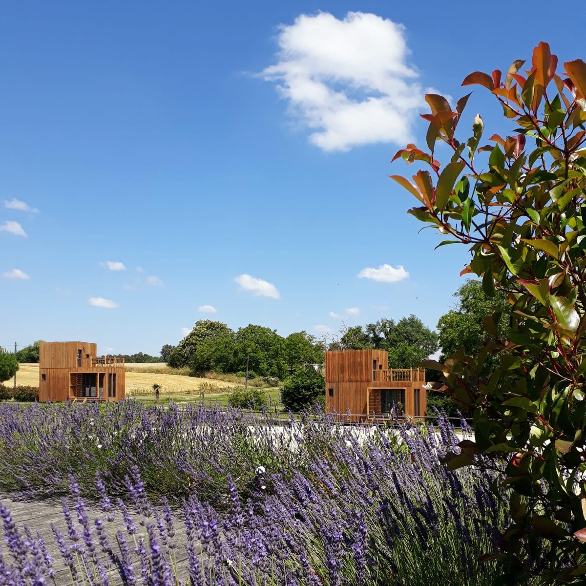 Two wooden structures are positioned amid fields, framed by vibrant lavender plants in the foreground. A clear blue sky with scattered clouds provides a serene backdrop, enhancing the rural setting. The layout emphasizes a harmonious blend of natural beauty and modern architecture.