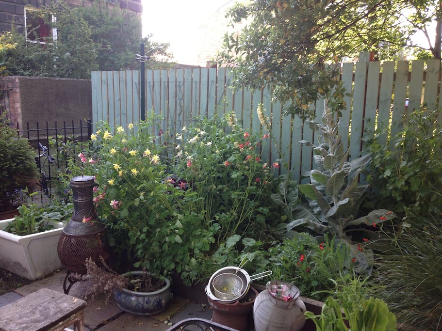 Our small city garden, a work in progress!