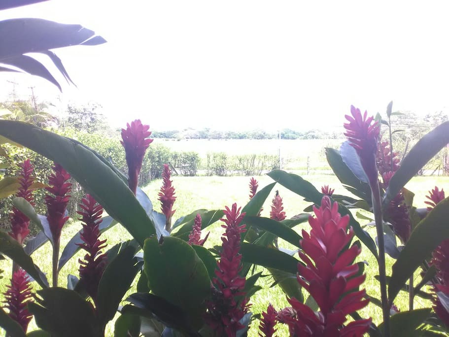jardin frontal