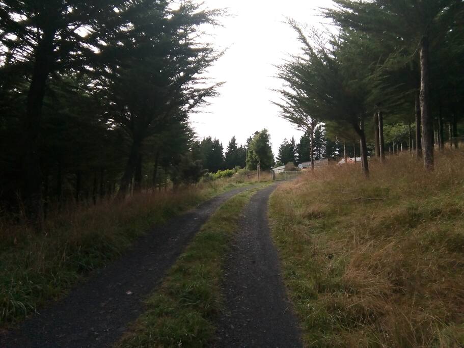 Driveway - 1.7km from roadway to cottage