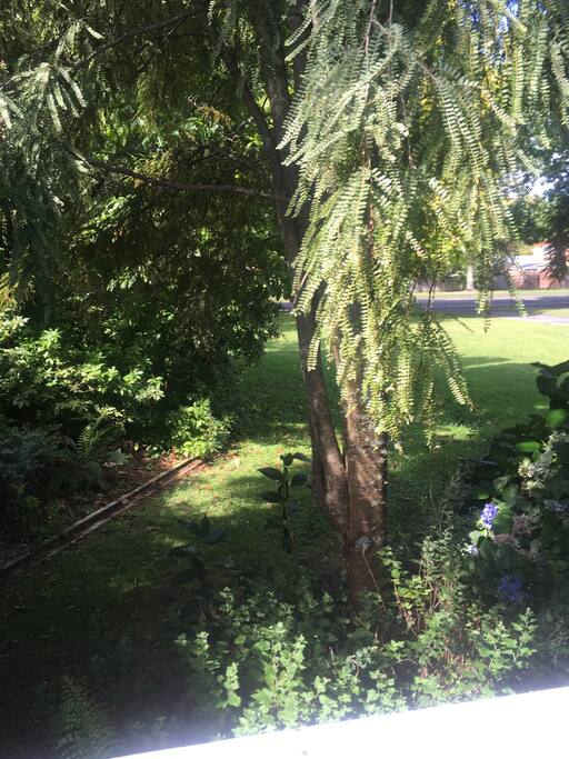Outside bedroom window