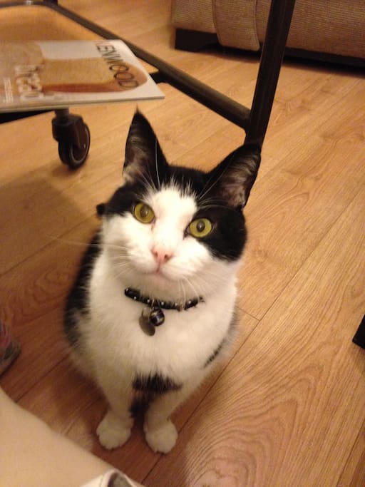 Tigga likes food!