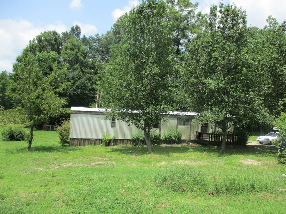 Wooded backyard