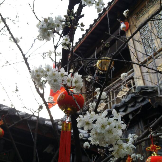 院中樱花