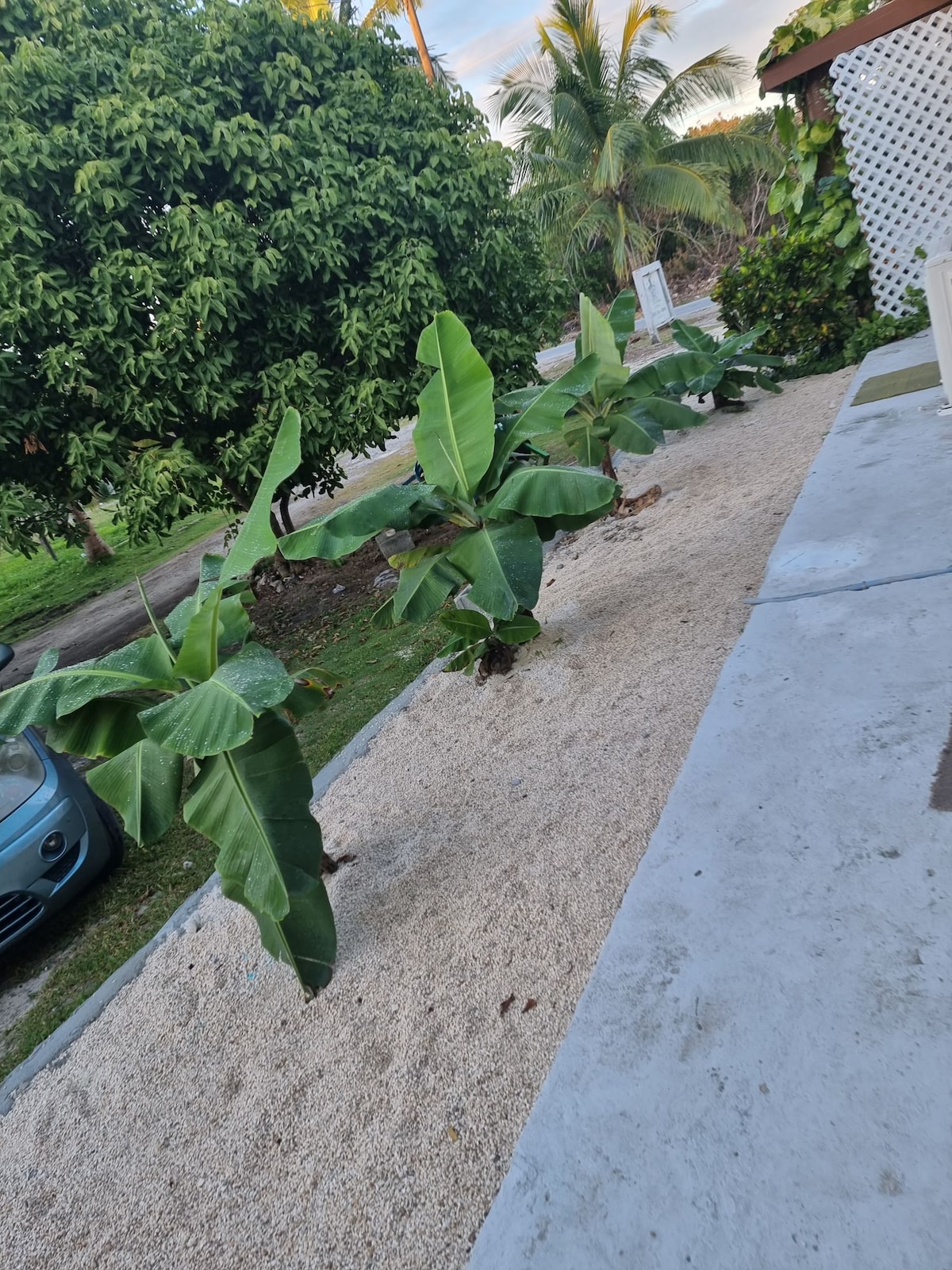 Lush green banana plants line a sandy walkway in a tropical setting. Nearby, a calm blue car is parked on the gravel surface, and tree foliage can be seen in the background, contributing to the natural ambiance.