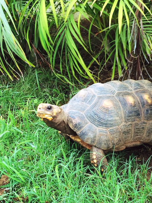 In for a Meet & Greet with Raphael & Donatello?