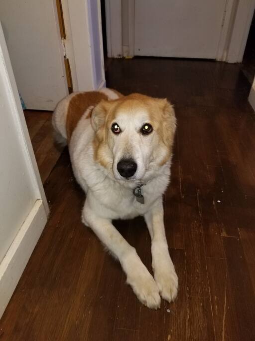 Peaches the dog
