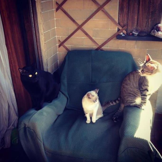 My friends cats - Escurinho-Riscas & Clarinha!