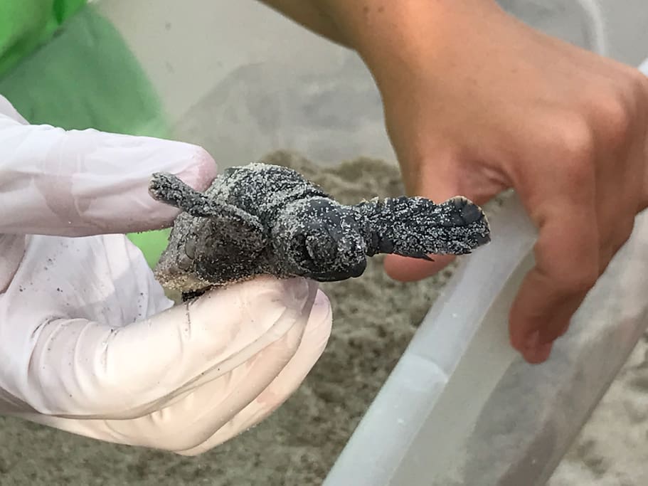 Newborn loggerhead turtle ready for its’ first swim out to sea. The newborns can be seen during the excavations done by the Conservancy that occur mid to late summer.