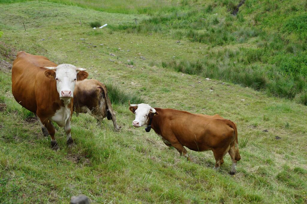 Urlaub auf dem Bauernhof