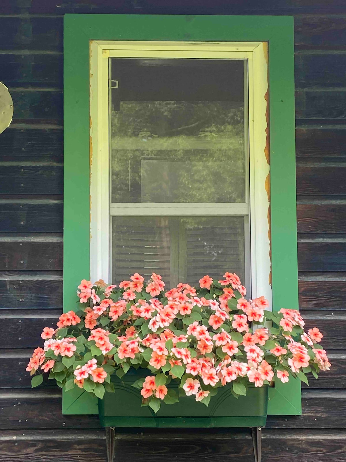 A window framed in green decorates the exterior of the cottage, featuring a bright display of flowering plants in a window box. The flowers exhibit a blend of coral and white hues, providing a cheerful contrast against the rustic dark wooden siding.