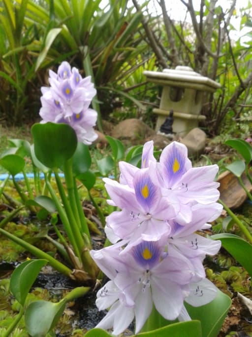 Exotic water flower from the garden.