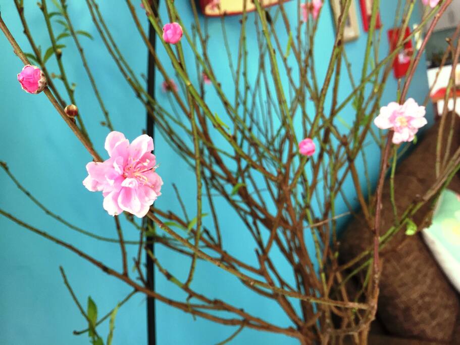 happy new lunar year