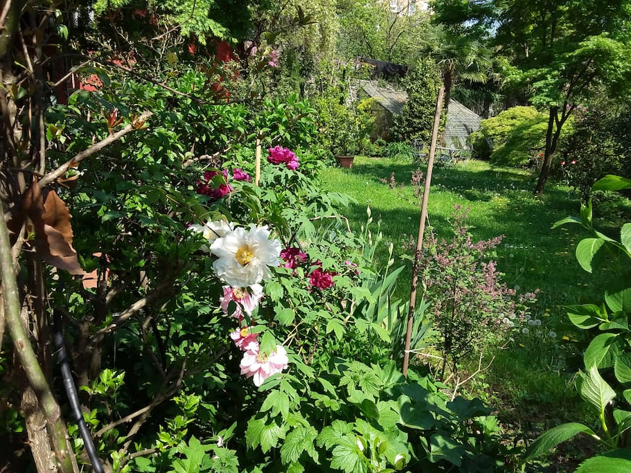 Peonie