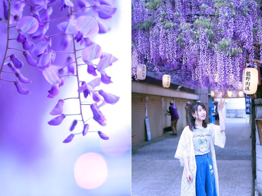 紫藤花祭 大阪关西机场附近也有这样震撼的紫藤花海 大阪旅游攻略 尽在airbnb爱彼迎
