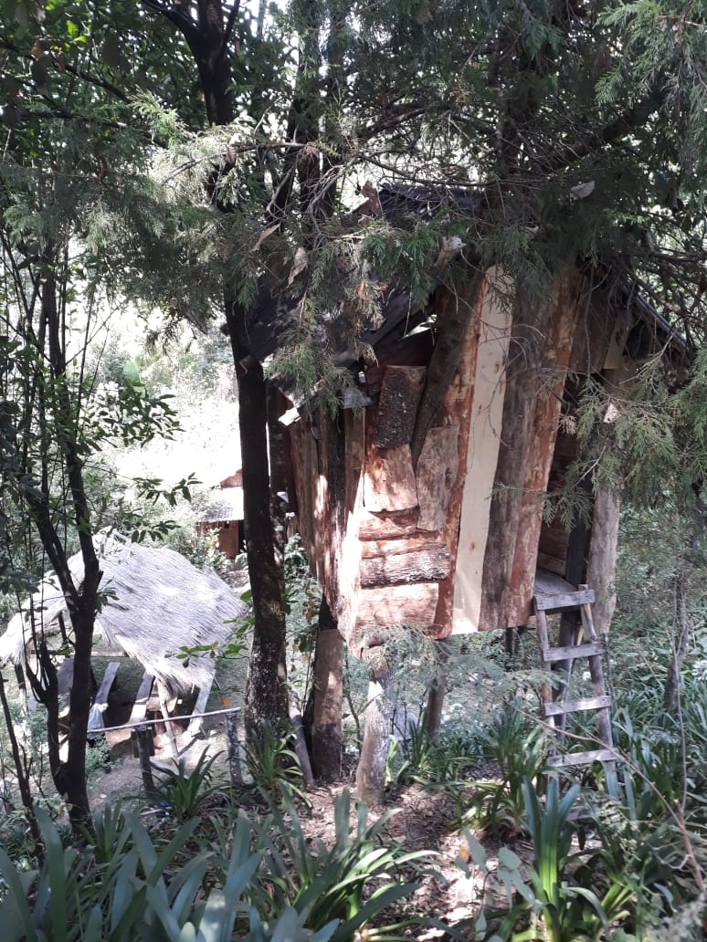 A rustic treehouse is situated among the trees, featuring natural wood construction that blends with the environment. A wooden ladder leads to the entry, while lush greenery surrounds the structure, enhancing the sense of seclusion and connection with nature.