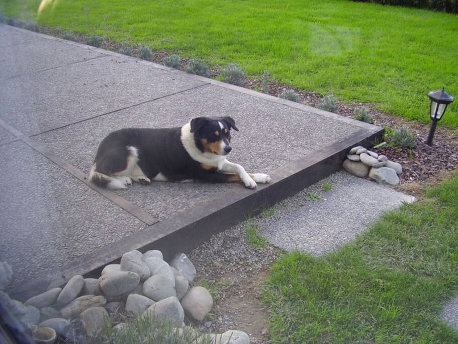 Ace may greet you he doesn't bark and is super friendly
