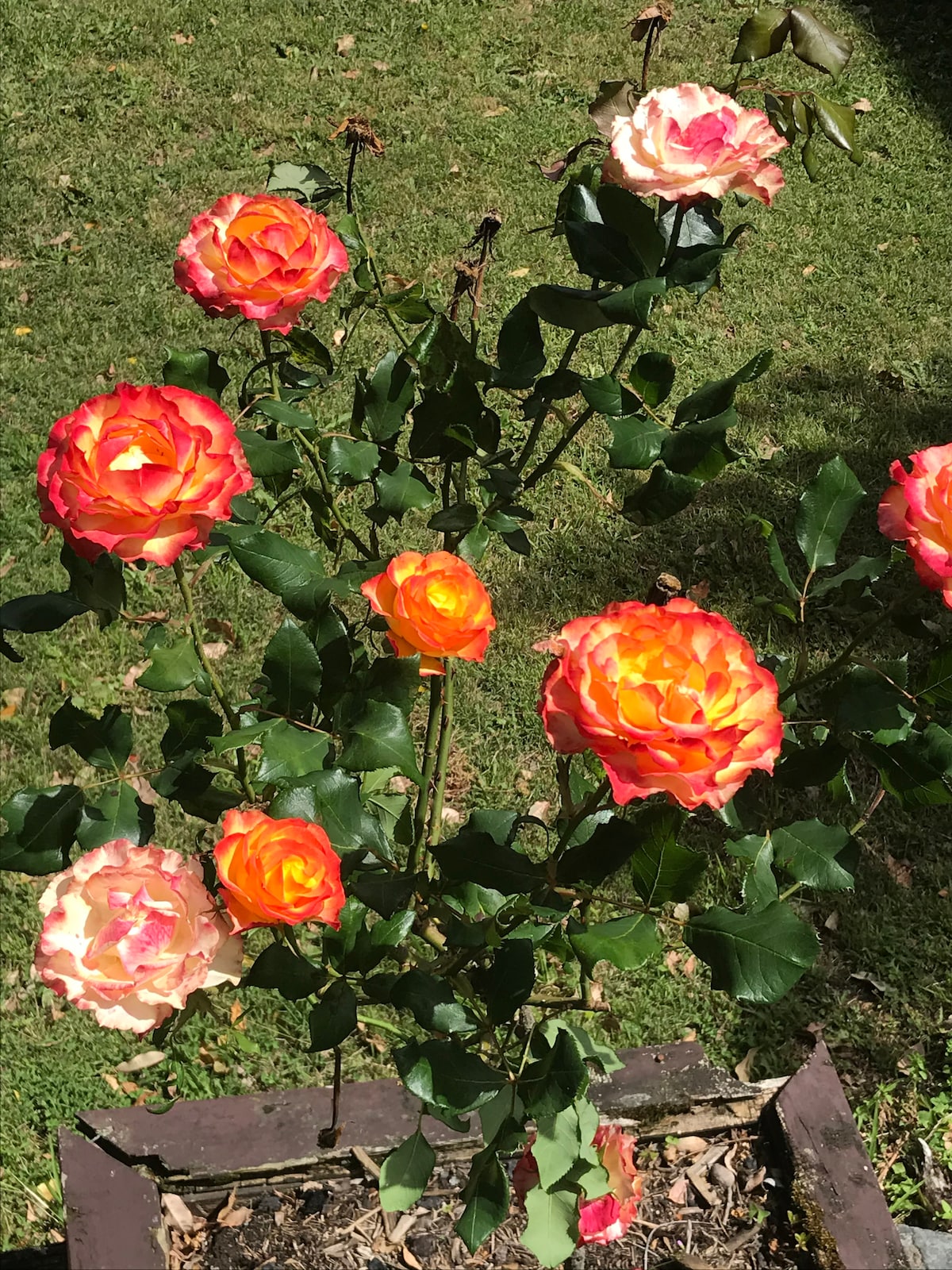 A cluster of vibrant roses is displayed, showcasing varying shades of orange and pink blooms. Lush green leaves provide a contrasting backdrop, while the plants are positioned in a well-maintained garden bed, enhancing the outdoor ambiance.