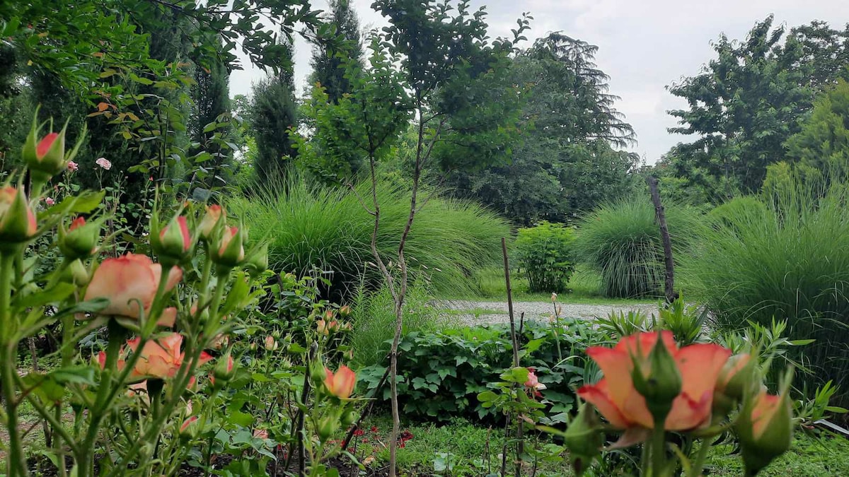 A garden scene is captured with vibrant rose bushes in the foreground, displaying blooming flowers in shades of orange and pink. Lush greenery surrounds the area, including tall grasses and trees, creating a serene and natural environment.
