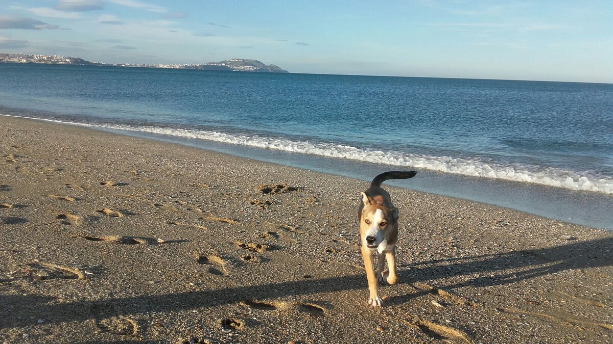 A sandy beach extends along the coastline, with gentle waves lapping at the shore. A dog is seen walking playfully on the beach, leaving paw prints in the sand. The horizon features a calm blue sea under a clear sky, dotted with distant landforms.